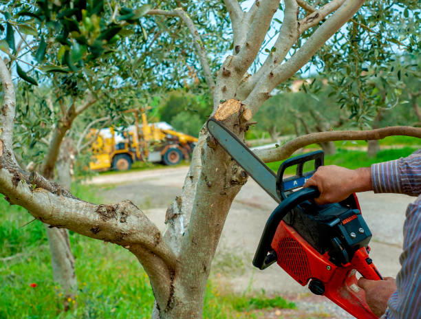 Best Tree Branch Trimming  in USA